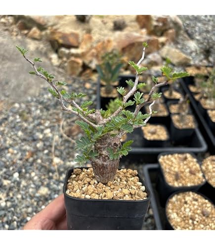 Amazon.co.jp: 大株 実生 オペルクリカリア パキプス 地植え管理 Amazon.co.jp: 大株 実生 オペルクリカリア パキプス 地植え管理